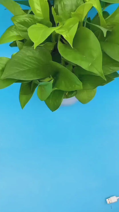 2 in 1 Mini Washing Machine